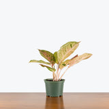 Aglaonema Dizzy Diamond — 6" Pot