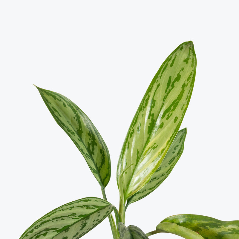 Aglaonema Maria Christina | Chinese Evergreen Maria Christina | Care Guide and Pro Tips - Delivery from Toronto across Canada - JOMO Studio