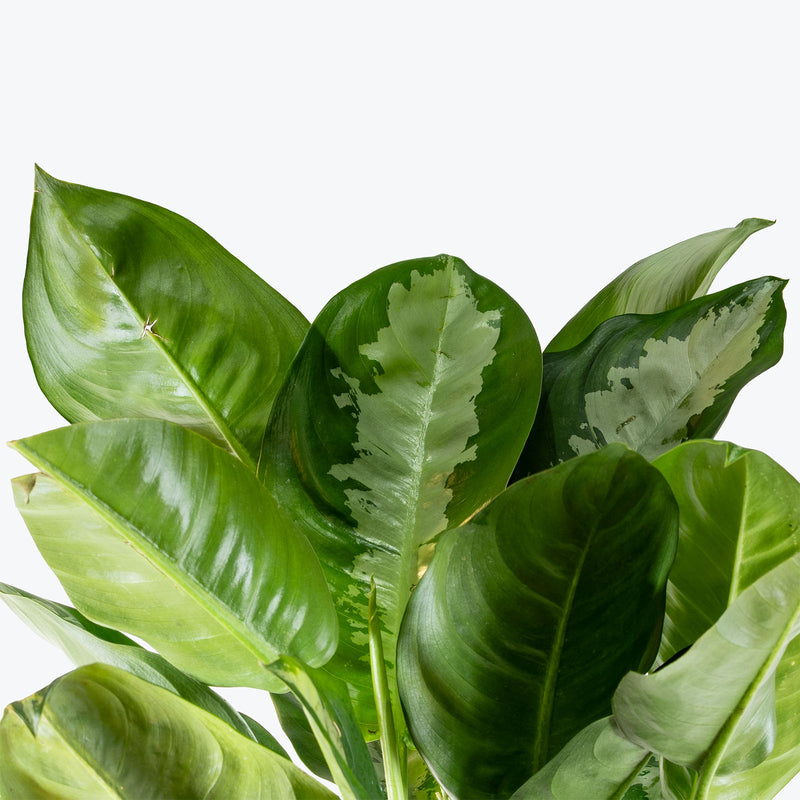 Aglaonema Pattaya Beauty | Care Guide and Pro Tips - Delivery from Toronto across Canada - JOMO Studio