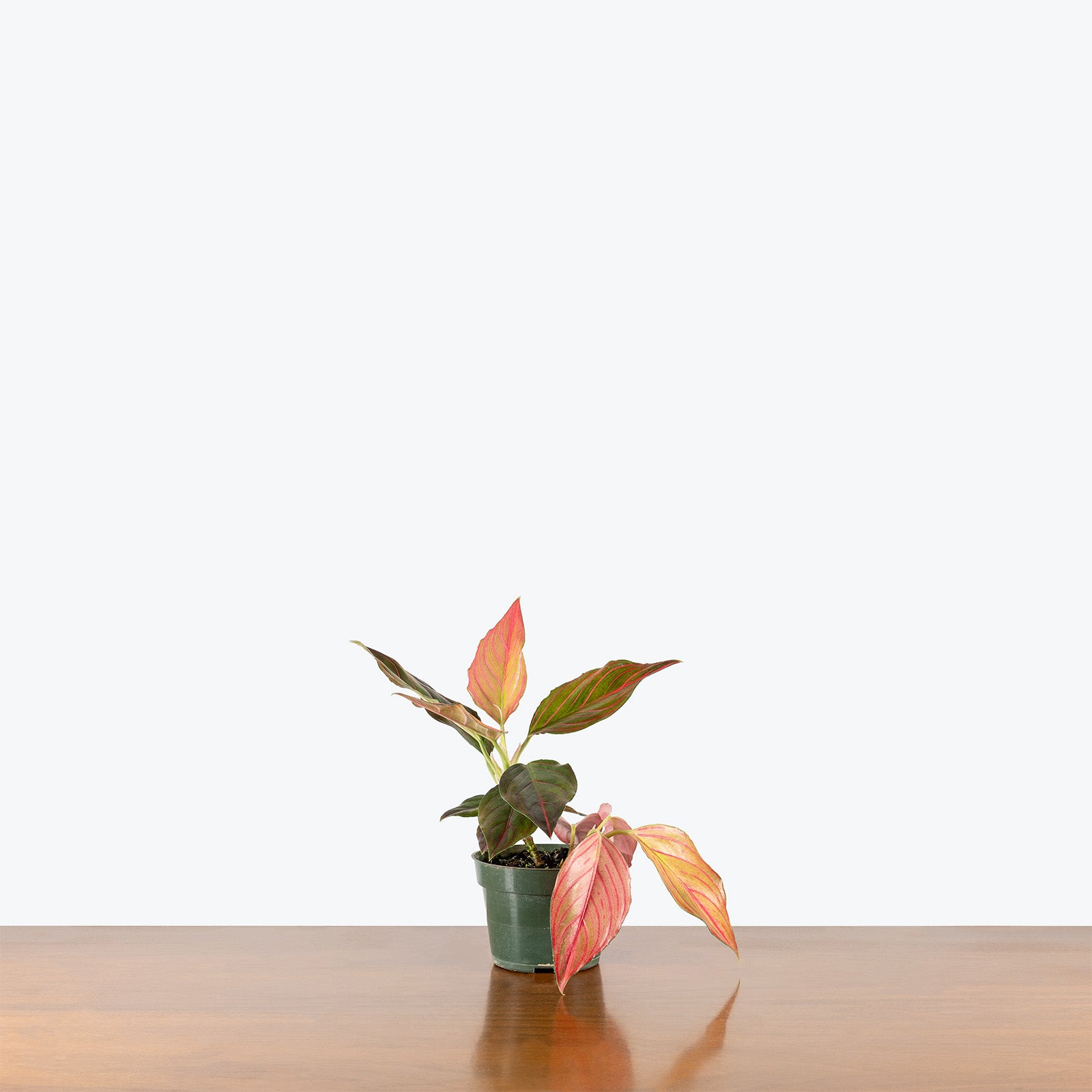 Aglaonema Red Rein | Chinese Evergreen Red Rein | Care Guide and Pro Tips - Delivery from Toronto across Canada - JOMO Studio
