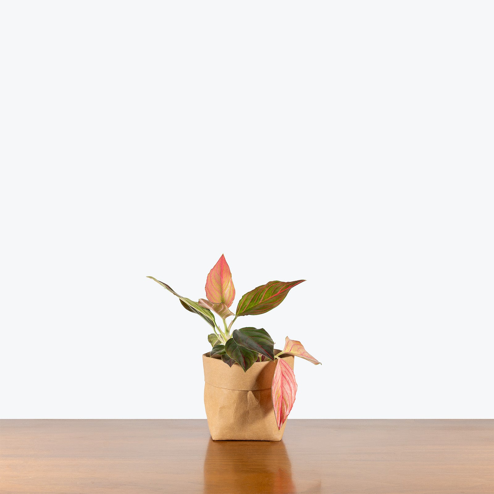 Aglaonema Red Rein | Chinese Evergreen Red Rein | Care Guide and Pro Tips - Delivery from Toronto across Canada - JOMO Studio
