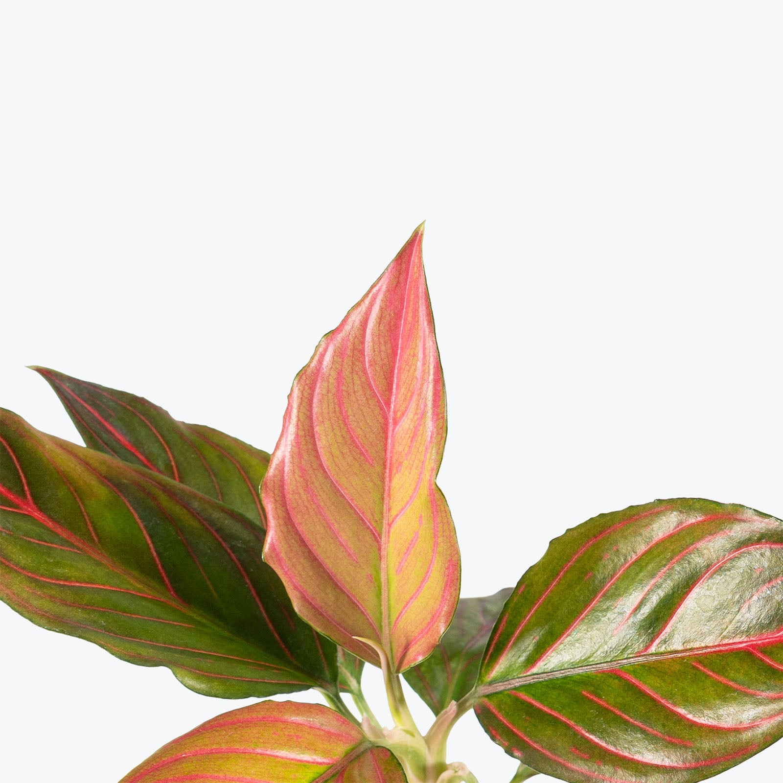 Aglaonema Red Rein | Chinese Evergreen Red Rein | Care Guide and Pro Tips - Delivery from Toronto across Canada - JOMO Studio