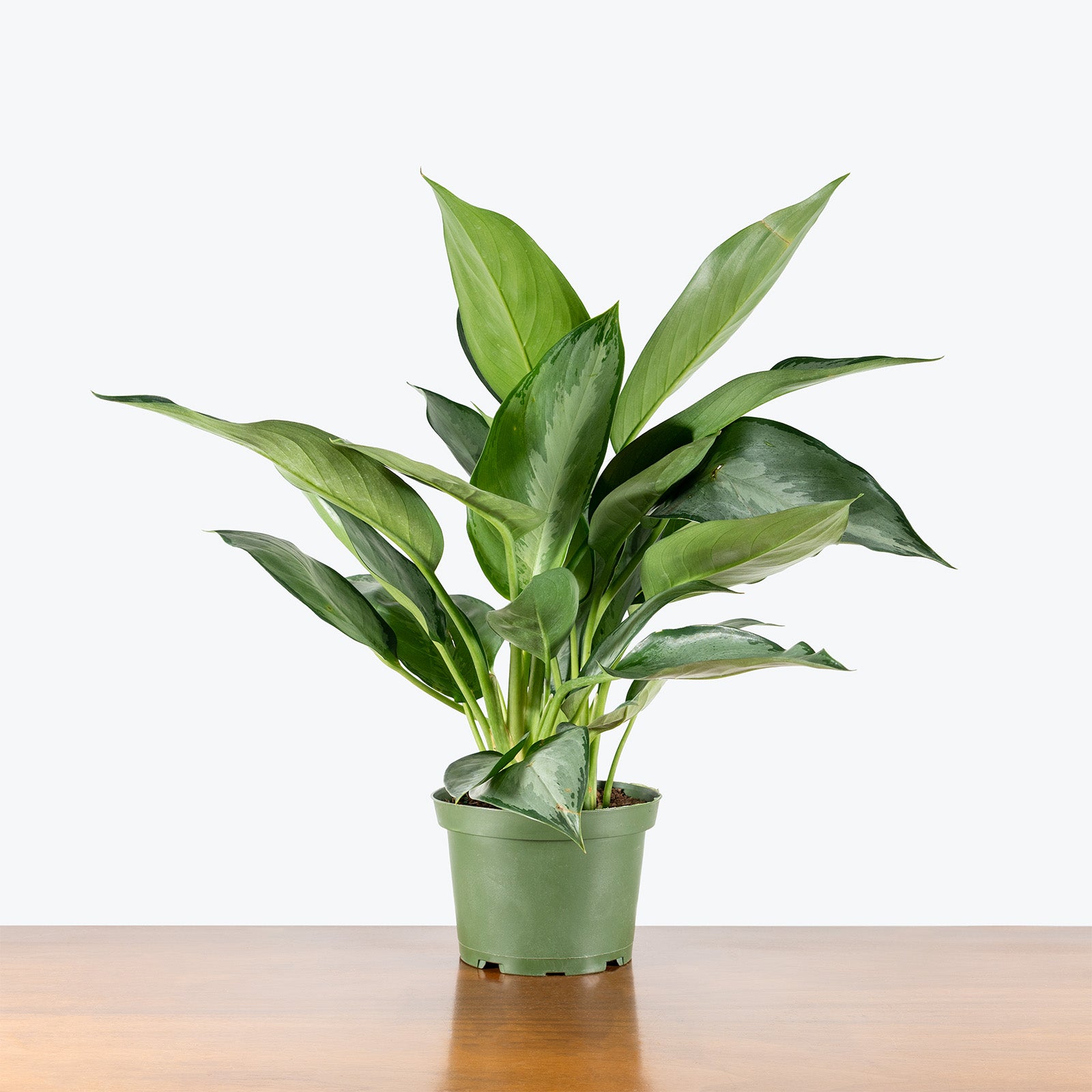 Aglaonema Silverado | Air Purifying Easy Care Houseplants for Delivery | Care Guide and Pro Tips