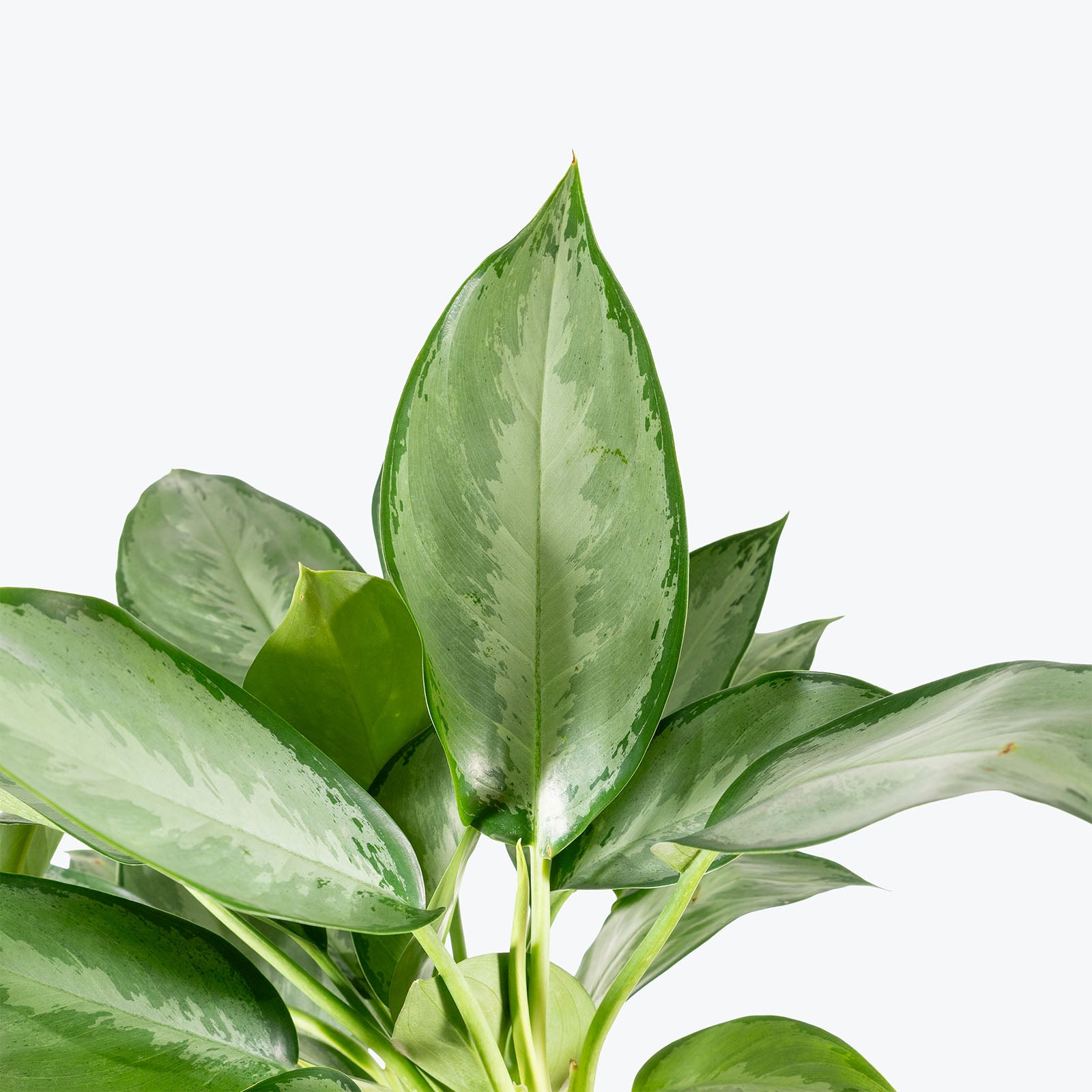 Aglaonema Silverado | Air Purifying Easy Care Houseplants for Delivery | Care Guide and Pro Tips