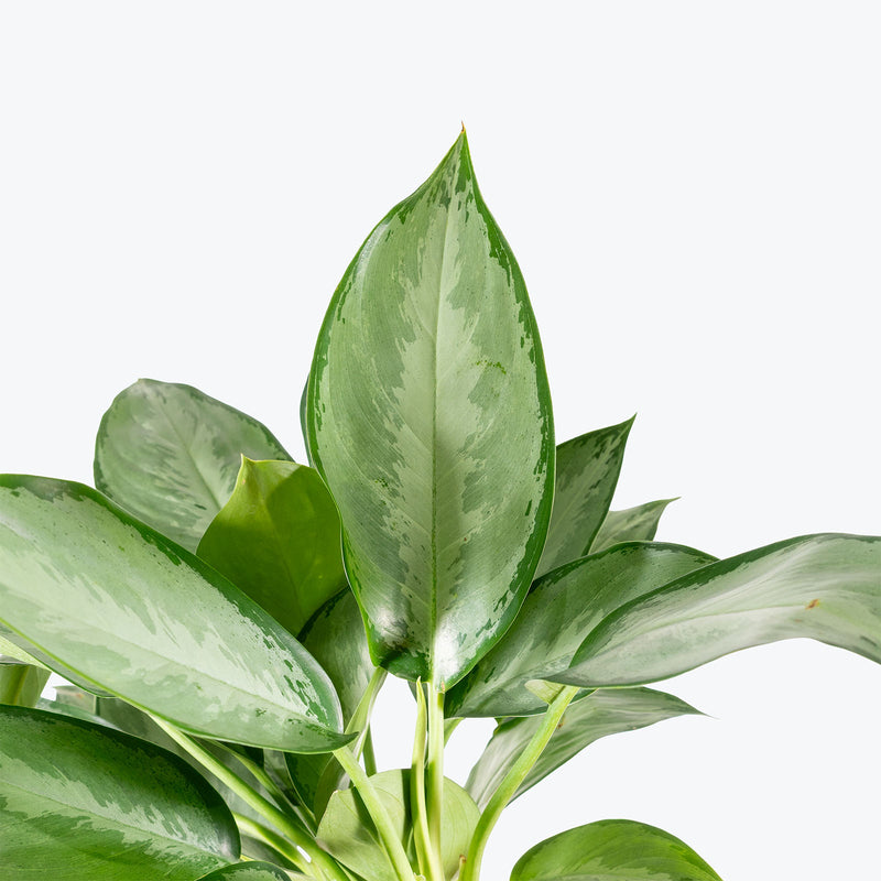 Aglaonema Silverado | Air Purifying Easy Care Houseplants for Delivery | Care Guide and Pro Tips