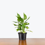 Aglaonema Spathonema — 6" Pot