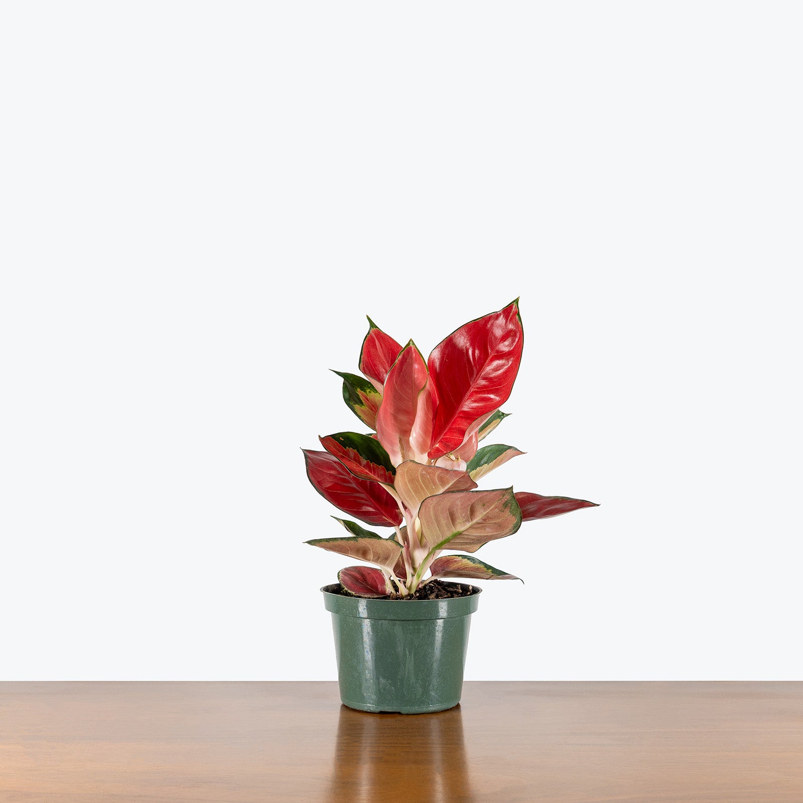 Aglaonema Star King Red | Care Guide and Pro Tips - Delivery from Toronto across Canada - JOMO Studio