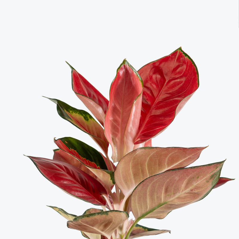 Aglaonema Star King Red | Care Guide and Pro Tips - Delivery from Toronto across Canada - JOMO Studio