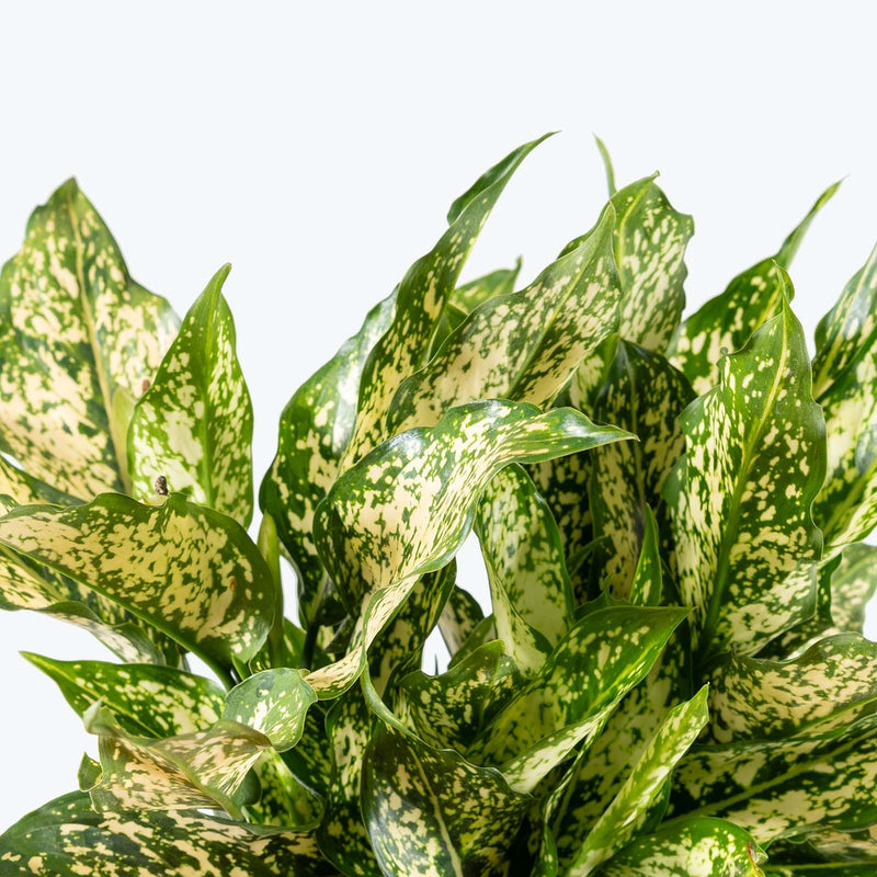 Aglaonema Wintry Winehouse | Care Guide and Pro Tips - Delivery from Toronto across Canada - JOMO Studio