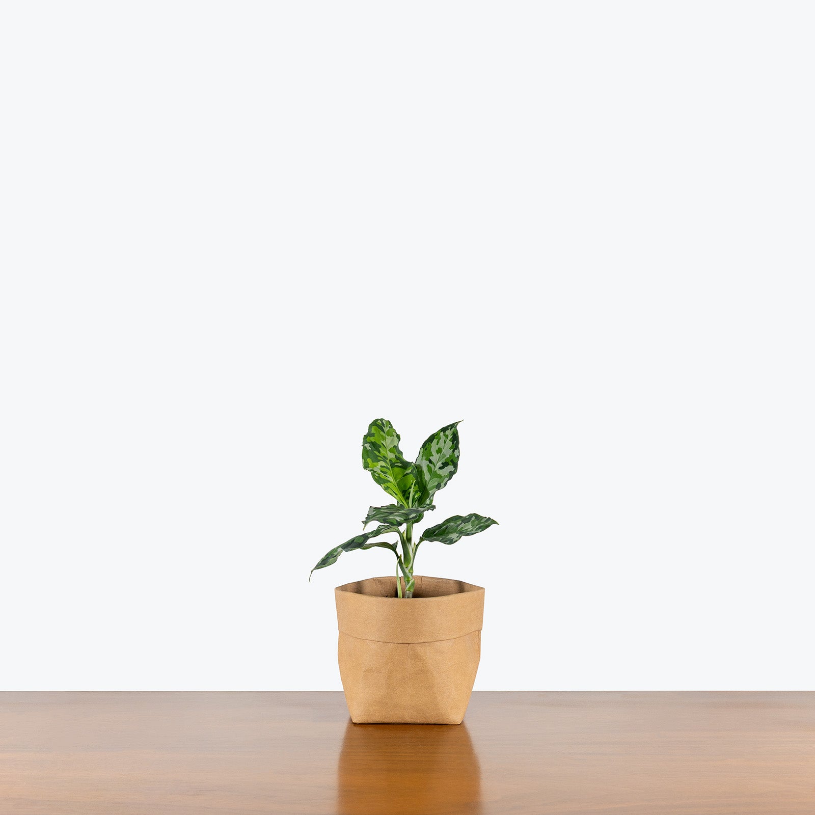 Aglaonema Pictum Tricolor | Care Guide and Pro Tips - Delivery from Toronto across Canada - JOMO Studio