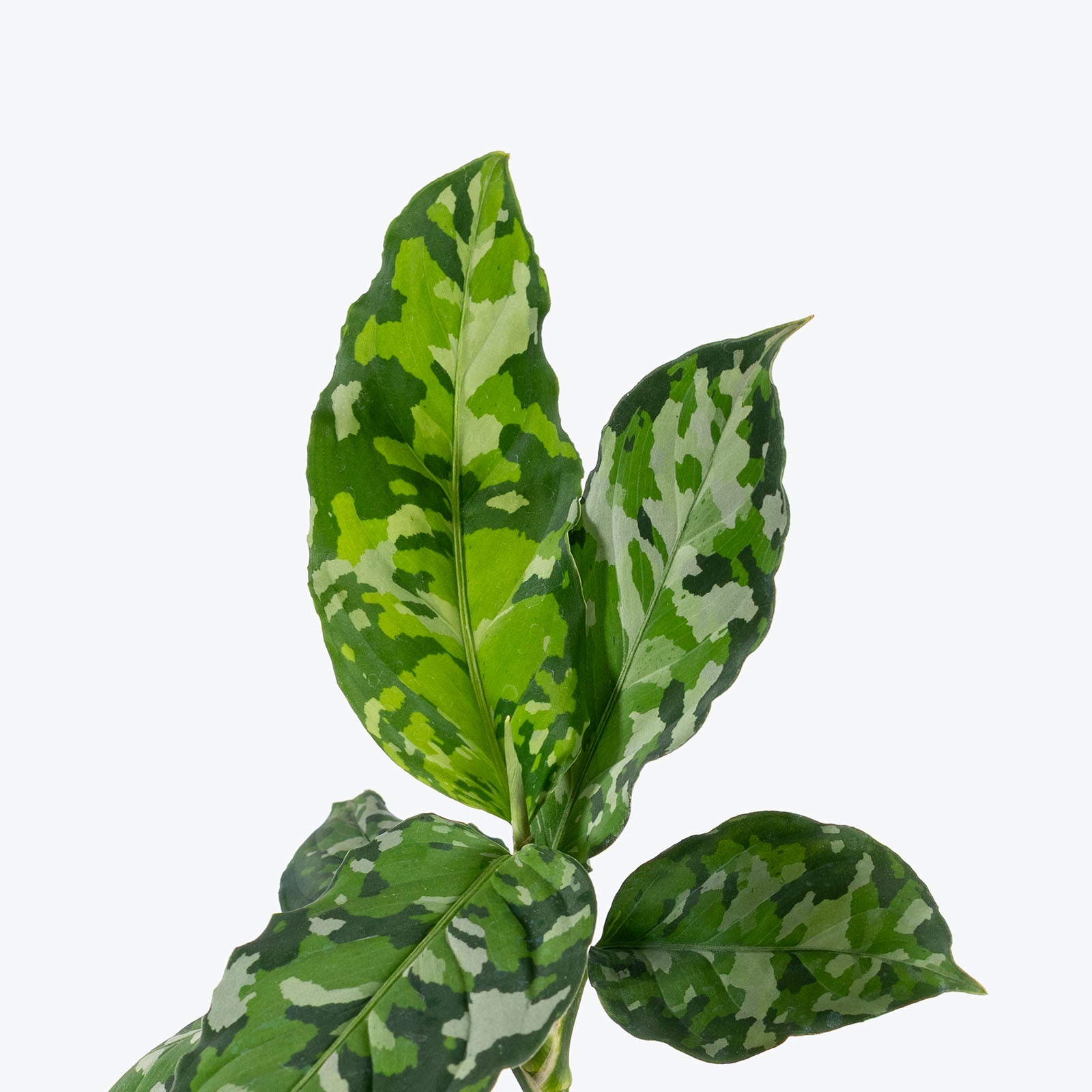 Aglaonema Pictum Tricolor | Care Guide and Pro Tips - Delivery from Toronto across Canada - JOMO Studio