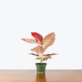 Aglaonema Star King Red — 4" Pot