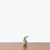 Air Plant Mystery Box — Single Assorted