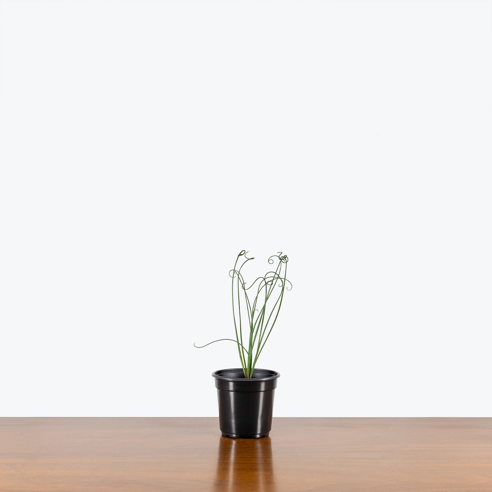 Albuca Spiralis - Frizzle Sizzle - House Plants Delivery Toronto Canada - JOMO Studio