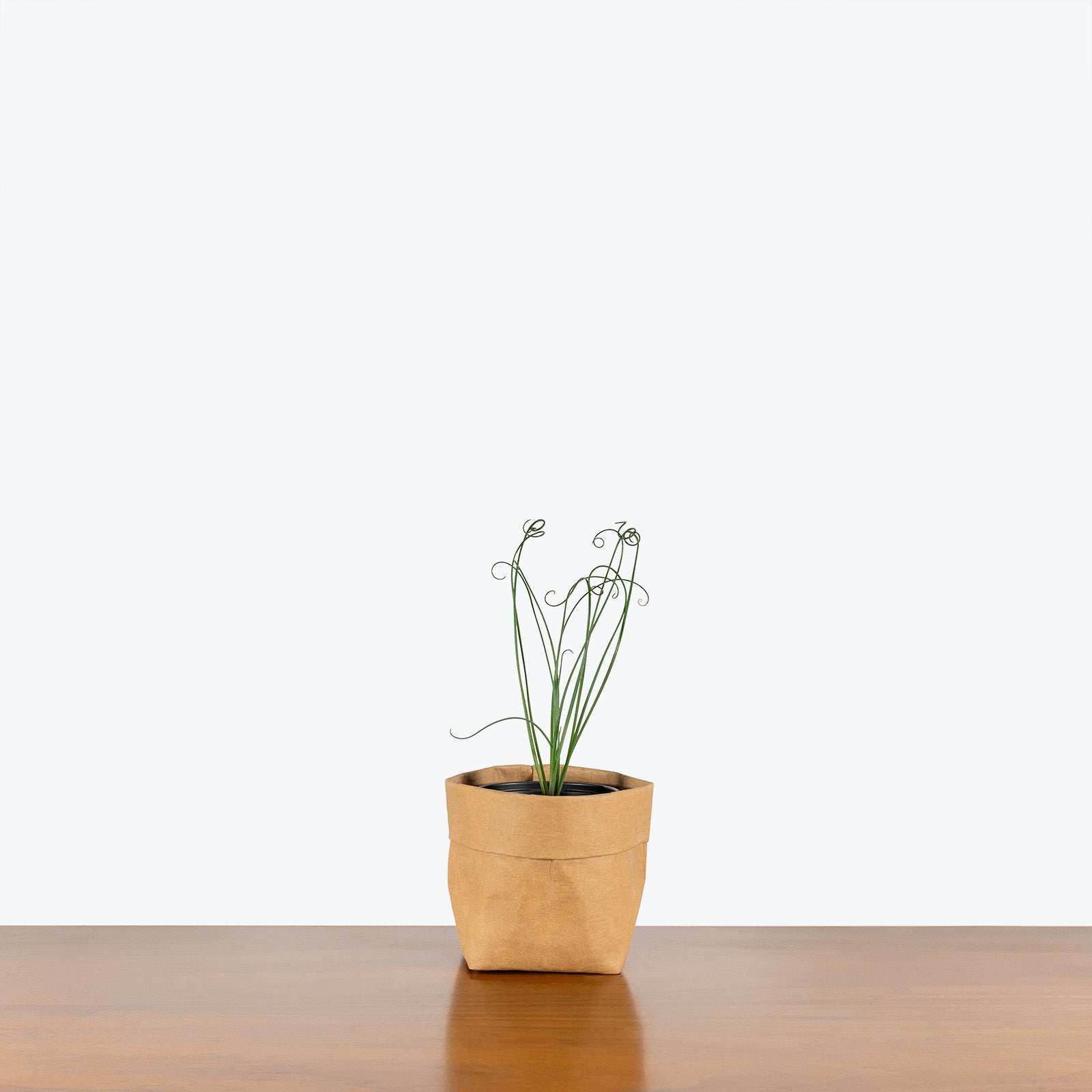 Albuca Spiralis - Frizzle Sizzle - House Plants Delivery Toronto Canada - JOMO Studio