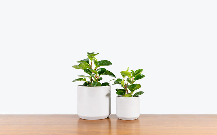 All Planters | JOMO Studio: Toronto's Online Plant Store - Delivering Across Canada