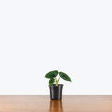 Alocasia Aegis — 4" Pot