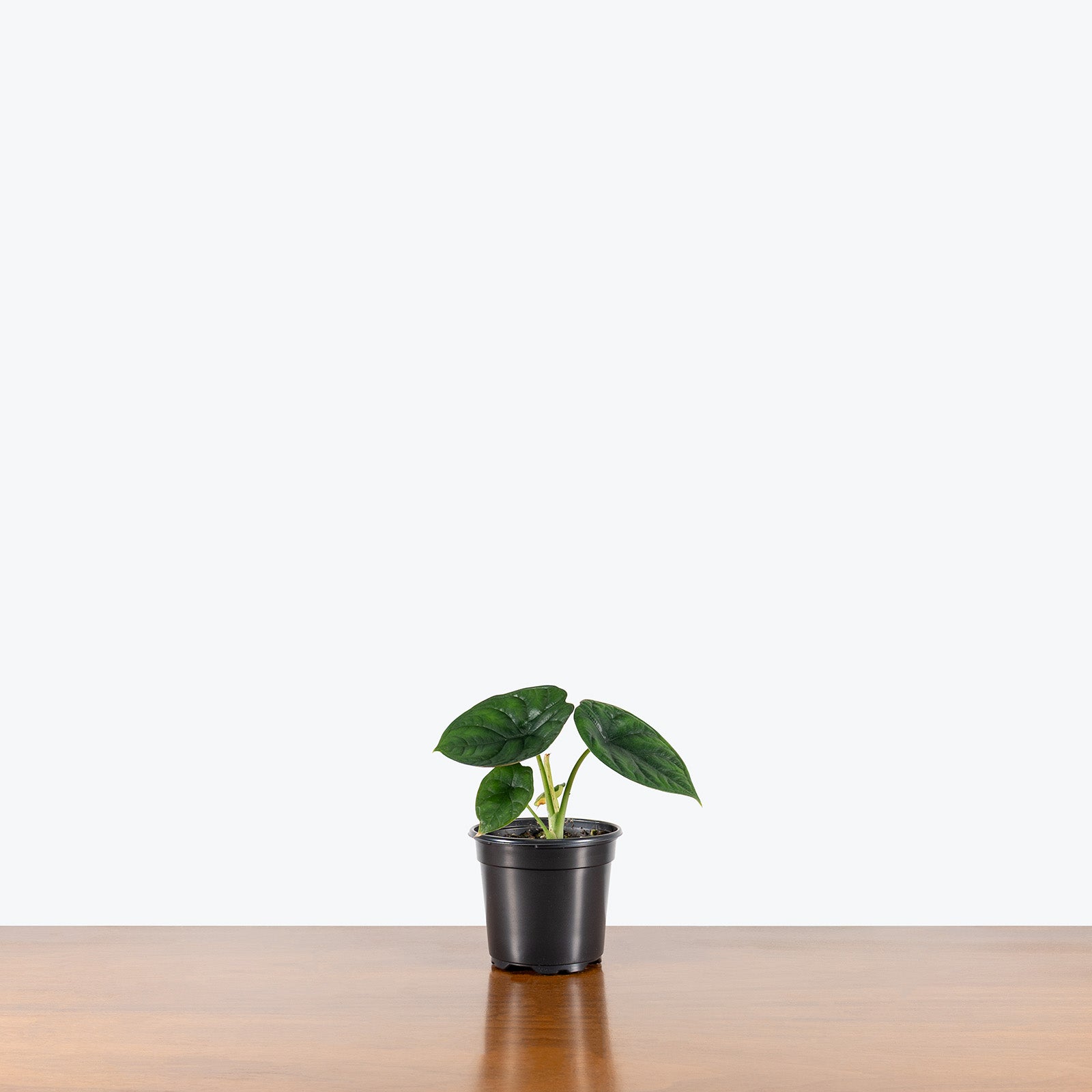 Alocasia Aegis | Care Guide and Pro Tips - Delivery from Toronto across Canada - JOMO Studio