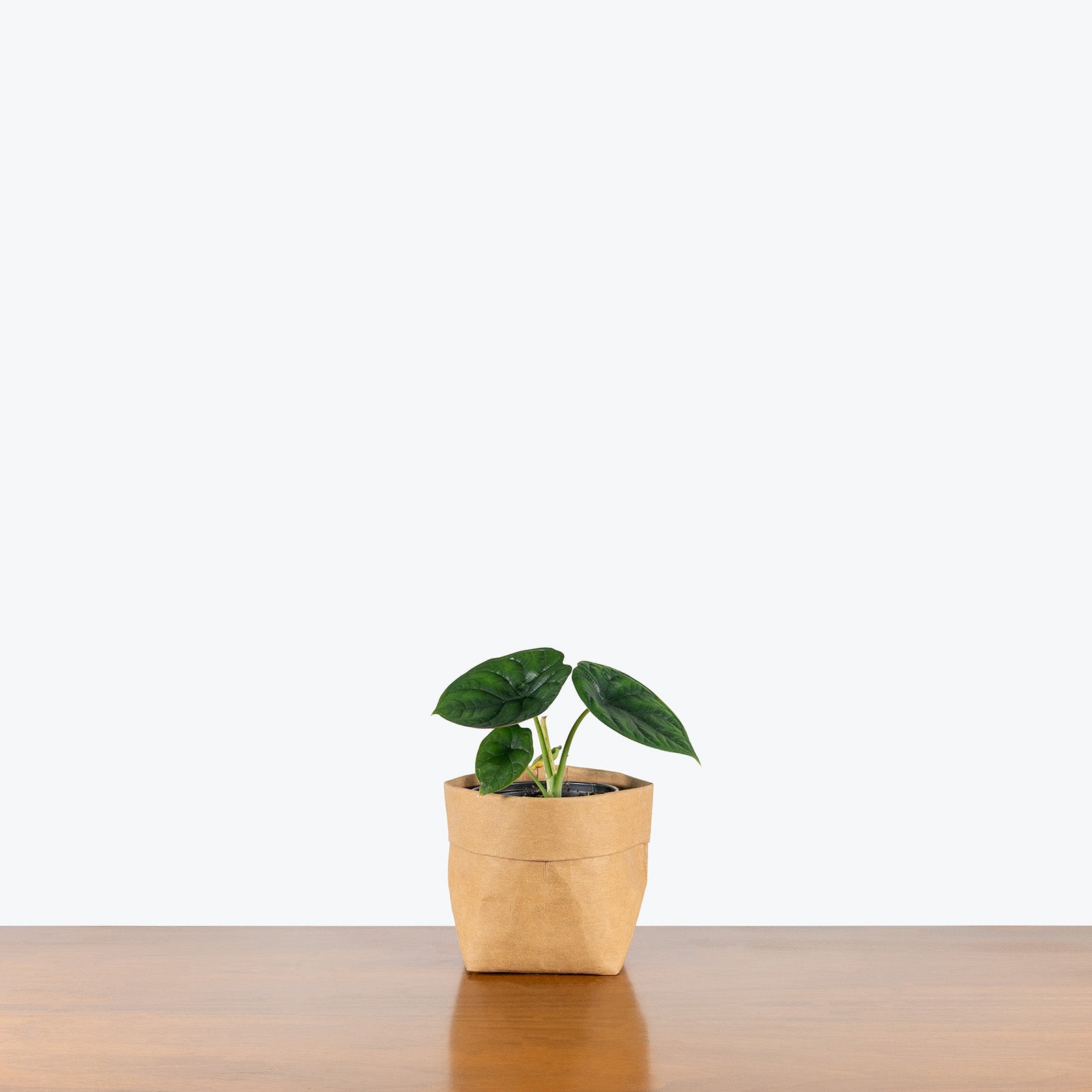 Alocasia Aegis | Care Guide and Pro Tips - Delivery from Toronto across Canada - JOMO Studio