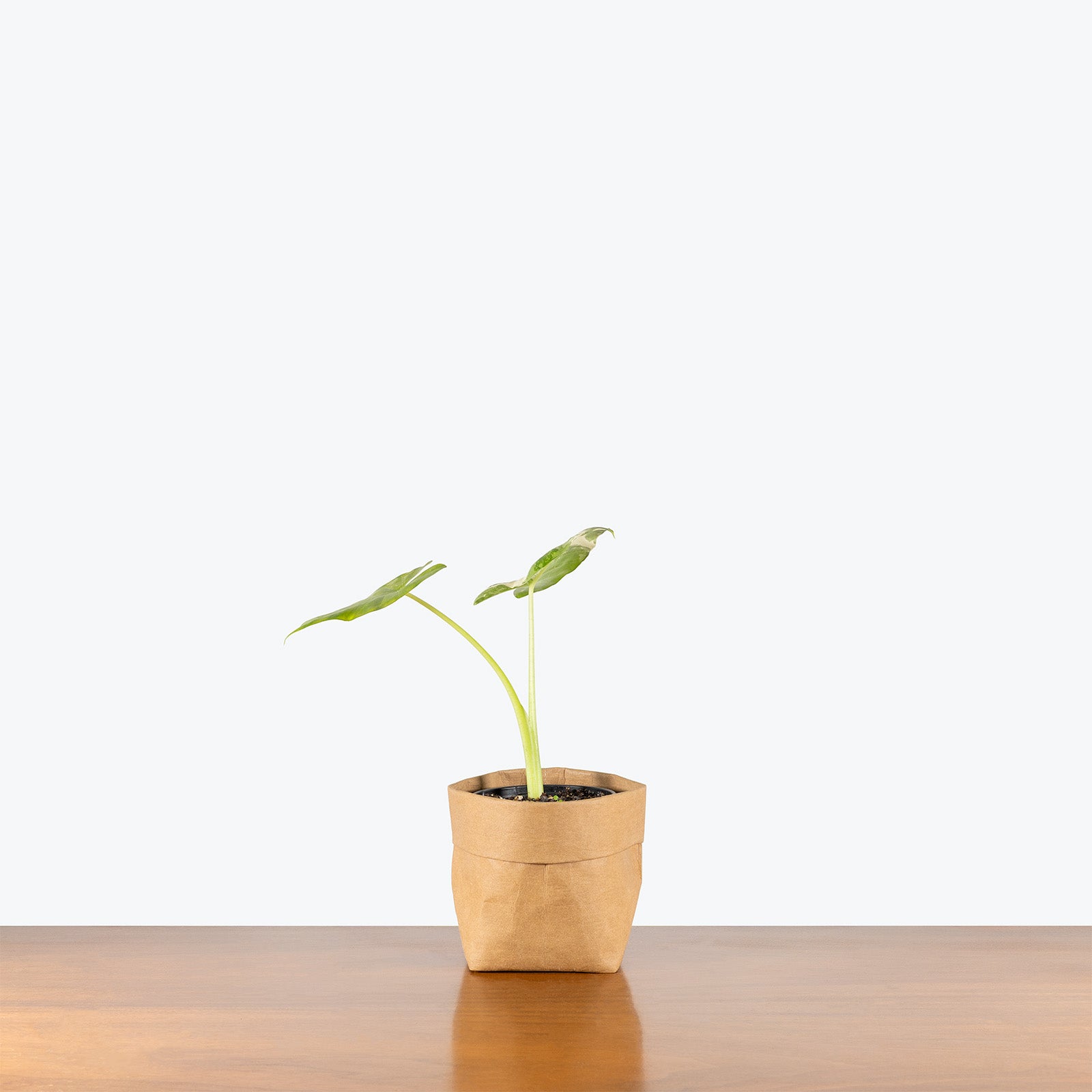 Alocasia Appaloosa Gold | Indoor Tropical Plants & Houseplants for Delivery | Care Guide and Pro Tips