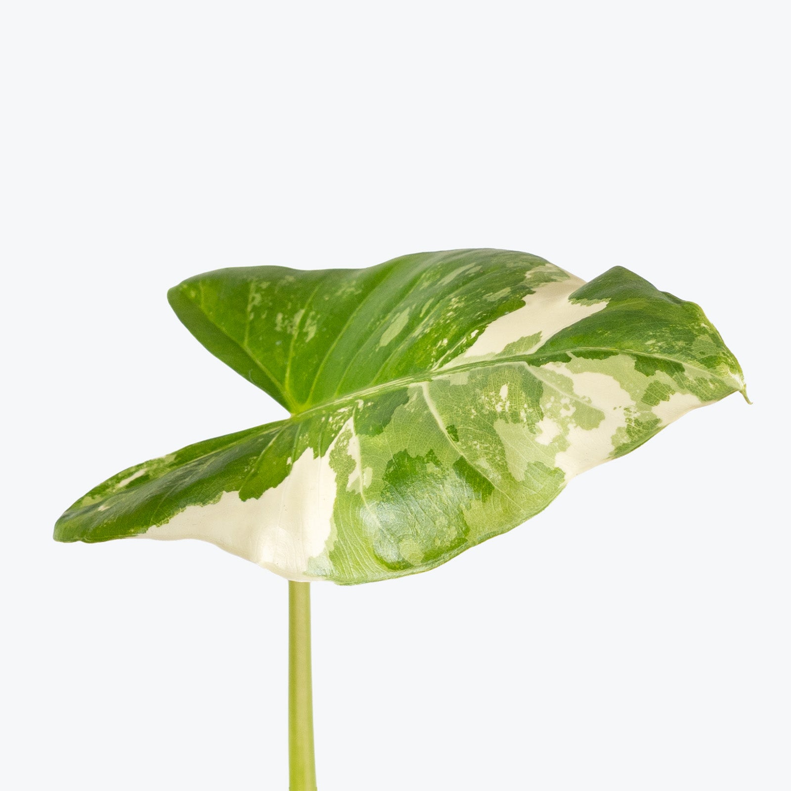 Alocasia Appaloosa Gold | Indoor Tropical Plants & Houseplants for Delivery | Care Guide and Pro Tips