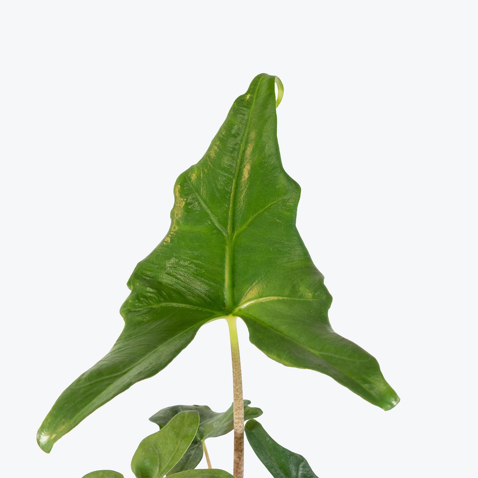 Alocasia Batwing | Indoor Tropical Plants & Houseplants for Delivery | Care Guide and Pro Tips