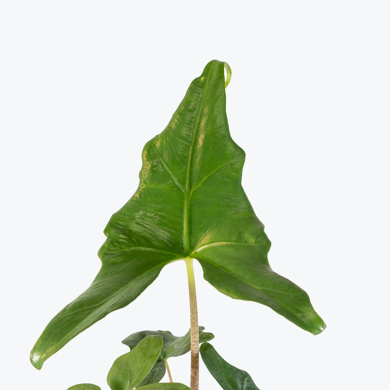Alocasia Batwing | Indoor Tropical Plants & Houseplants for Delivery | Care Guide and Pro Tips