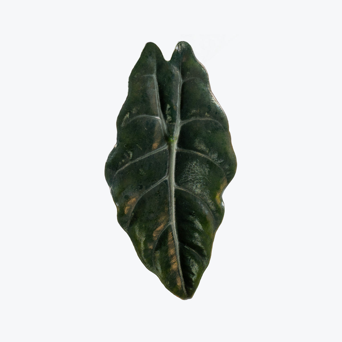 Alocasia Chantrieri | Care Guide and Pro Tips - Delivery from Toronto across Canada - JOMO Studio