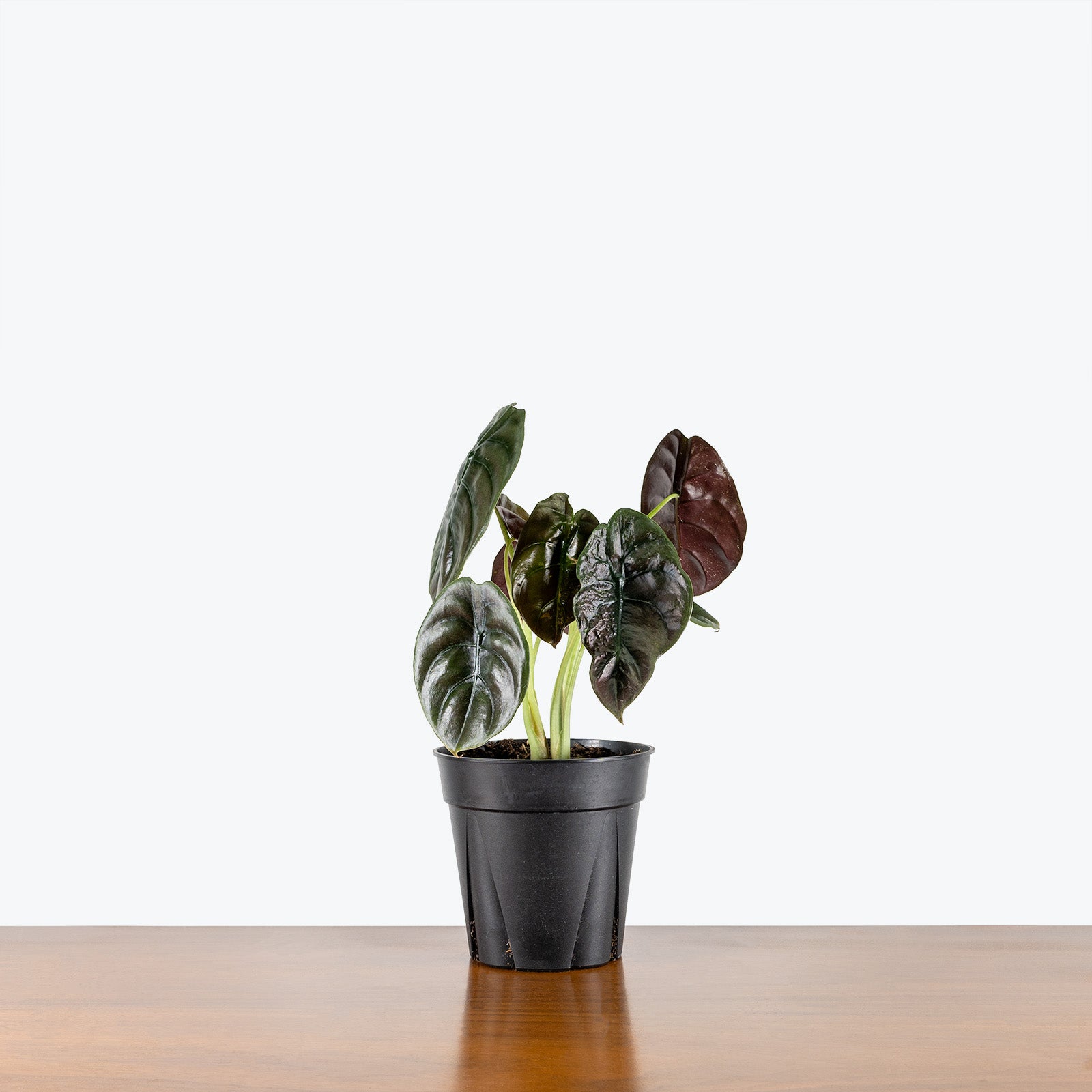 Alocasia Cuprea - House Plants Delivery Toronto - JOMO Studio