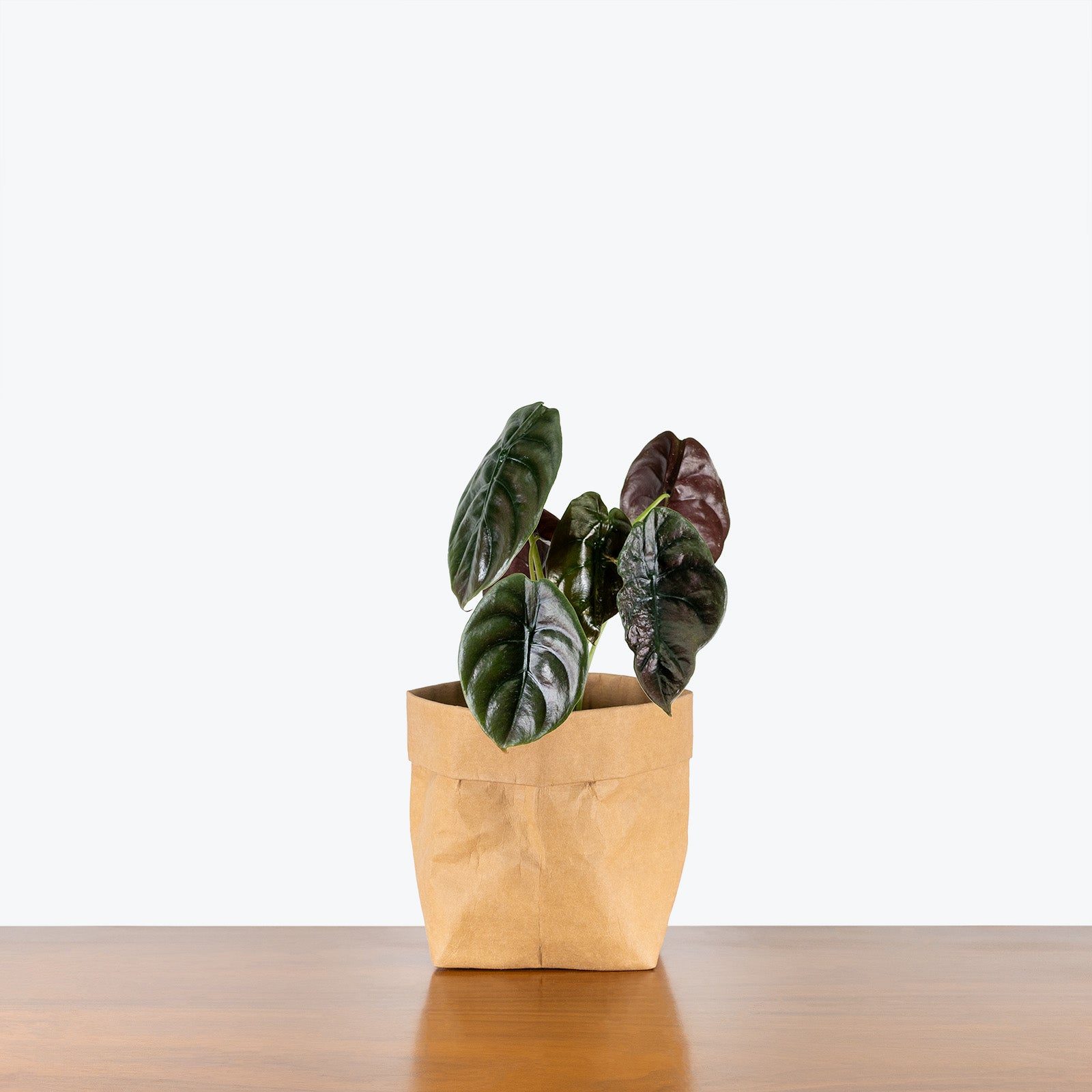 Alocasia Cuprea - House Plants Delivery Toronto - JOMO Studio