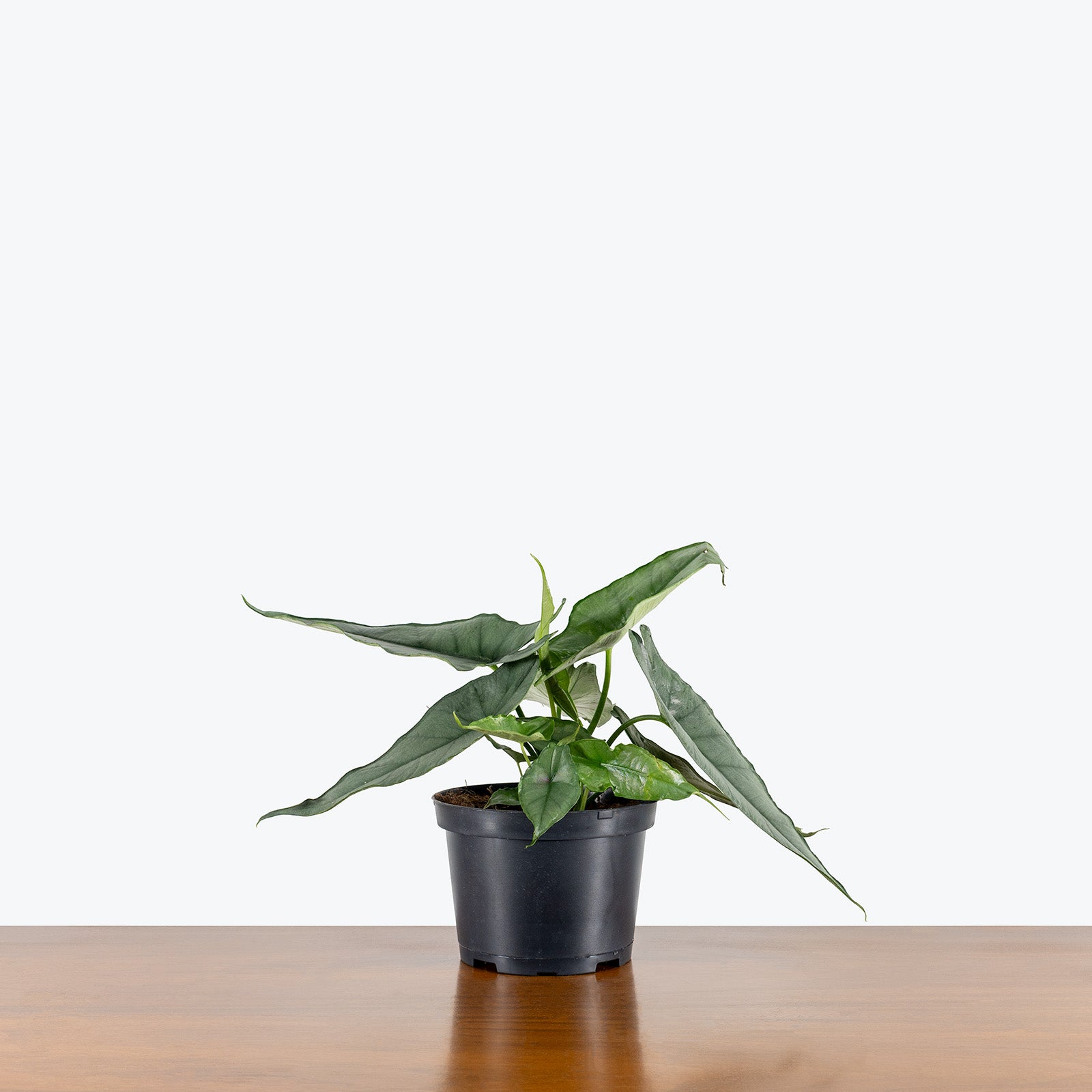 Alocasia Dragon's Breath | Care Guide and Pro Tips - Delivery from Toronto across Canada - JOMO Studio
