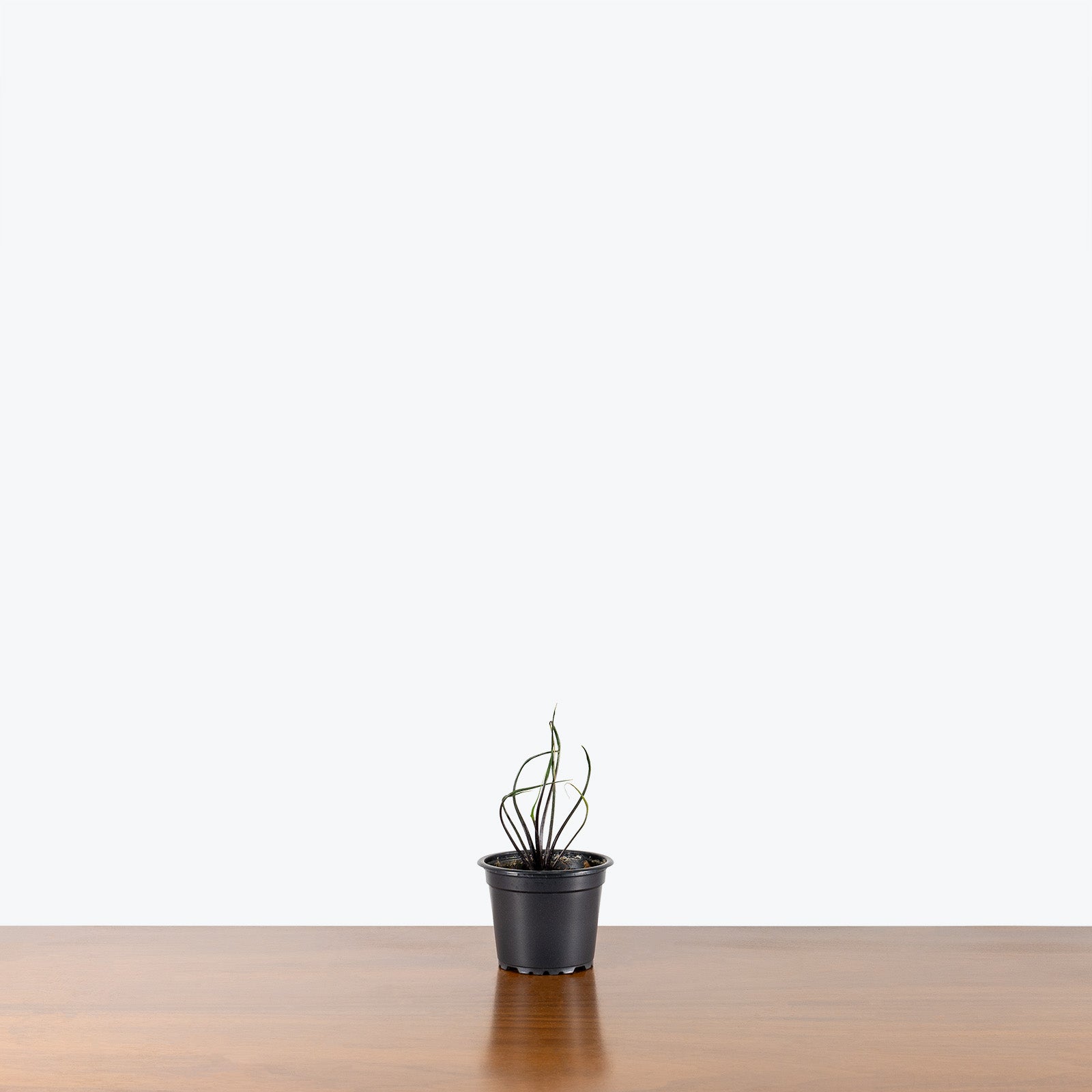 Alocasia Flying Squid - House Plants Delivery Toronto - JOMO Studio