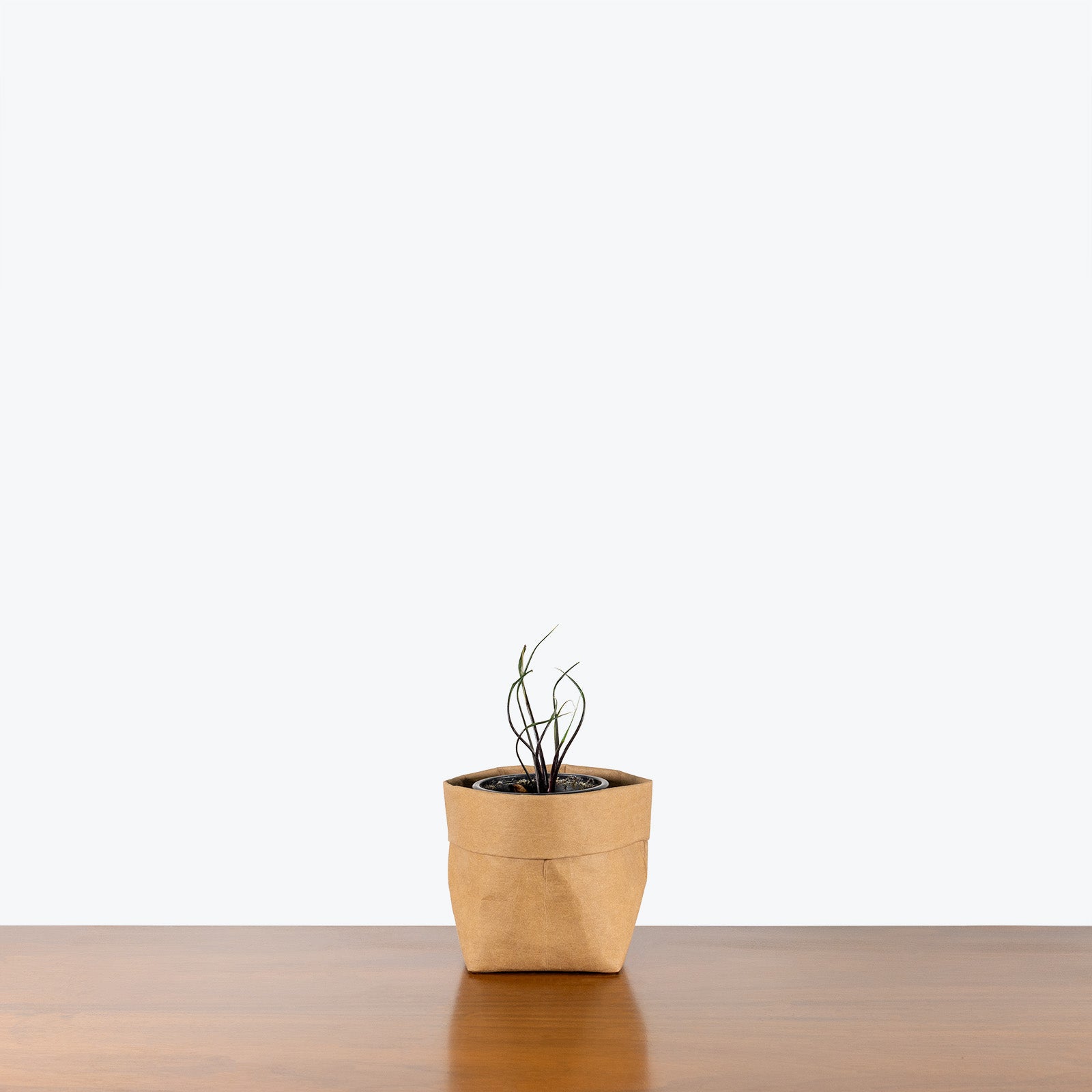Alocasia Flying Squid - House Plants Delivery Toronto - JOMO Studio