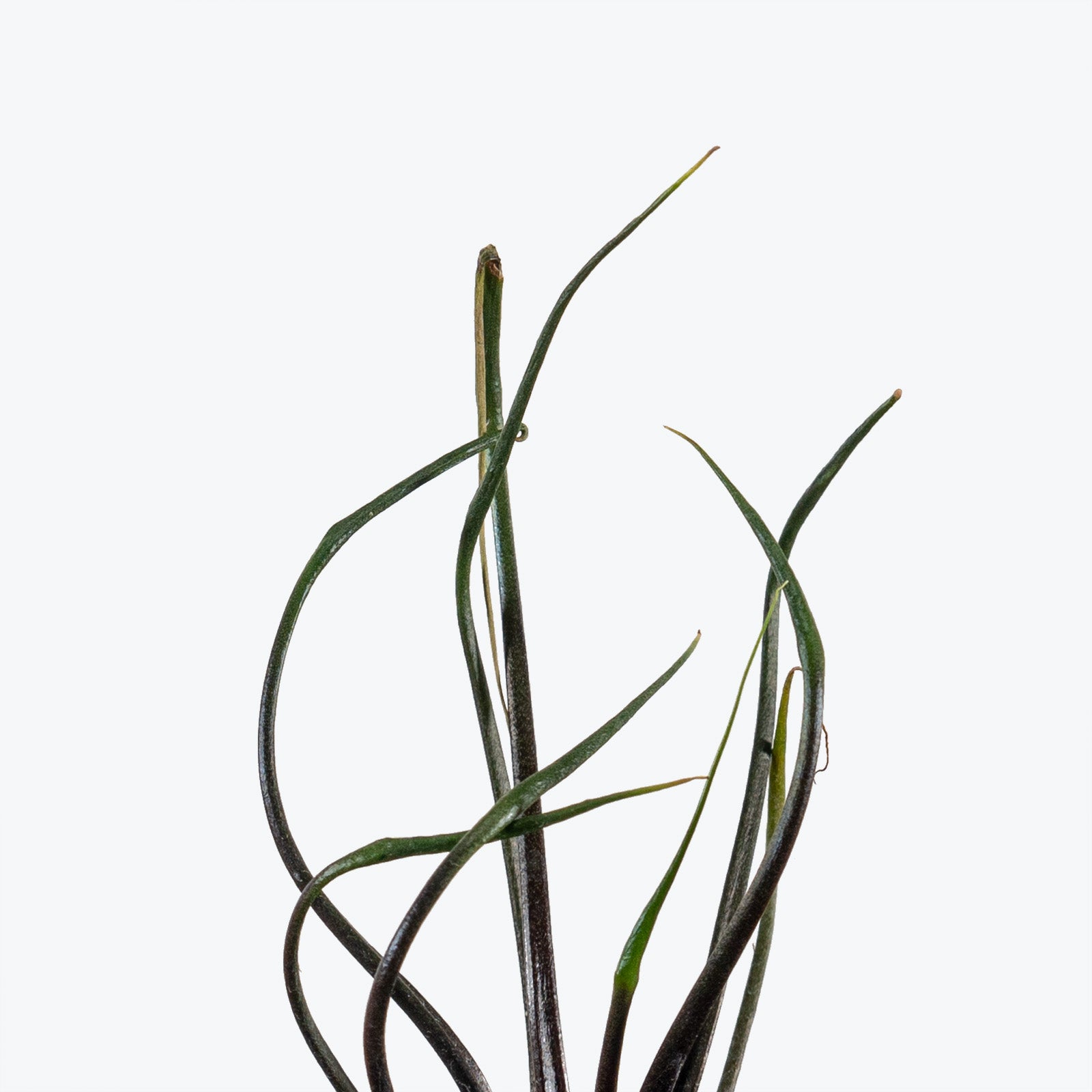 Alocasia Flying Squid - House Plants Delivery Toronto - JOMO Studio