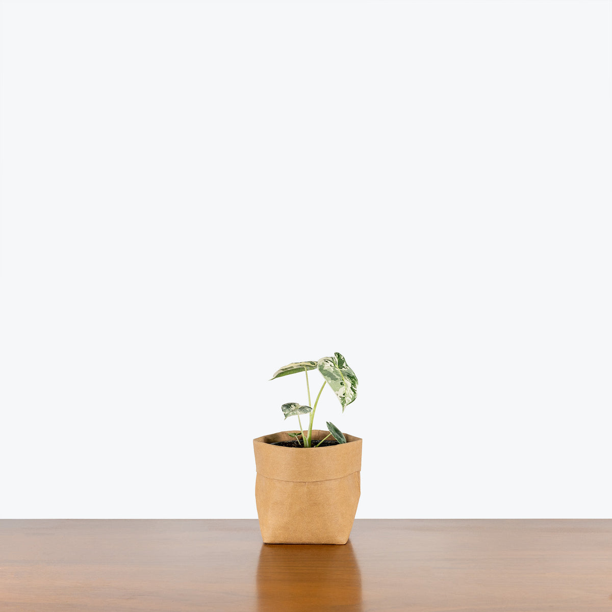 Alocasia Frydek Variegata - House Plants Delivery Toronto - JOMO Studio