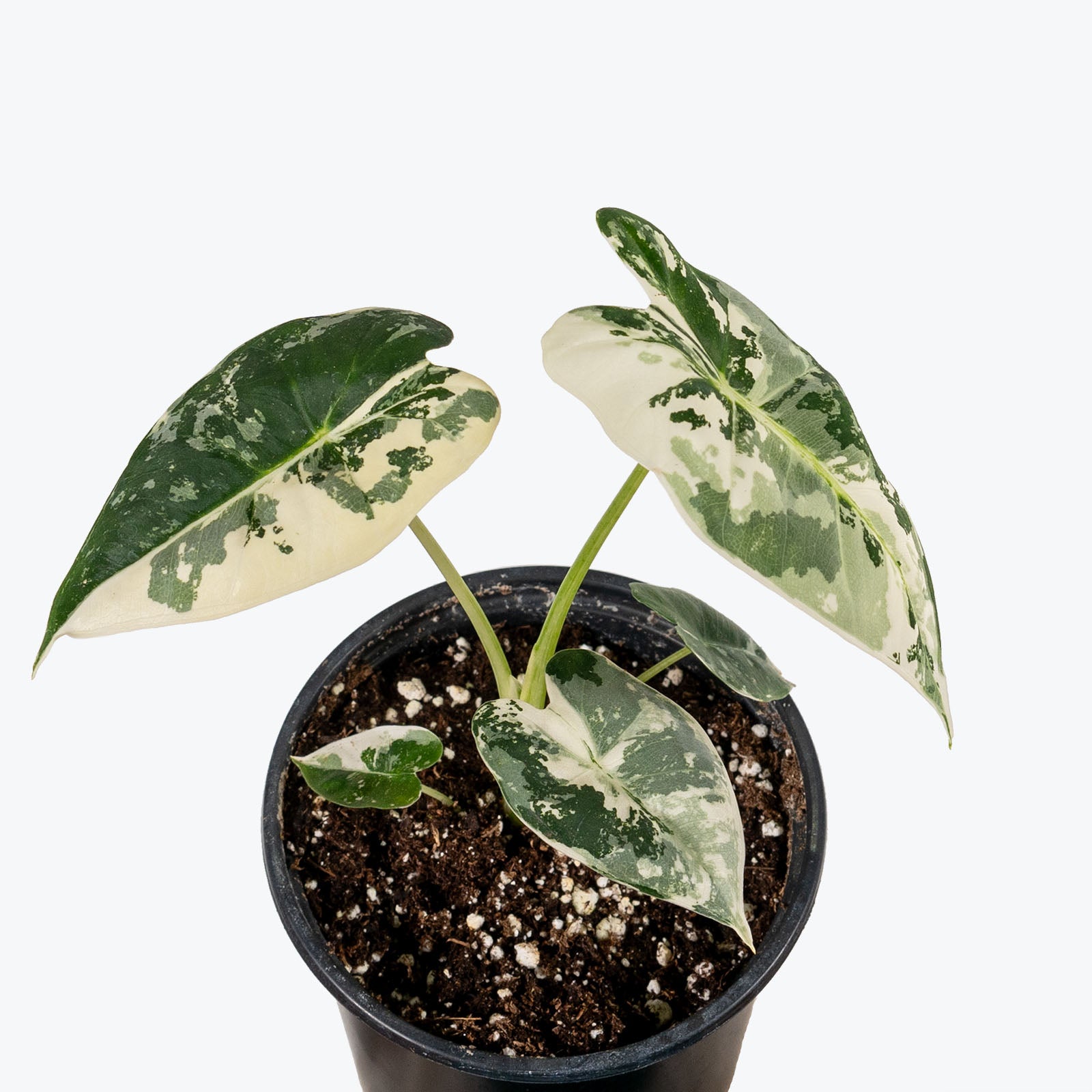 Alocasia Frydek Variegata | Grow and Care Tips - House Plants Delivery Toronto Canada - JOMO Studio