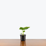 Alocasia Gigantea Aurea Variegated — 4" Pot