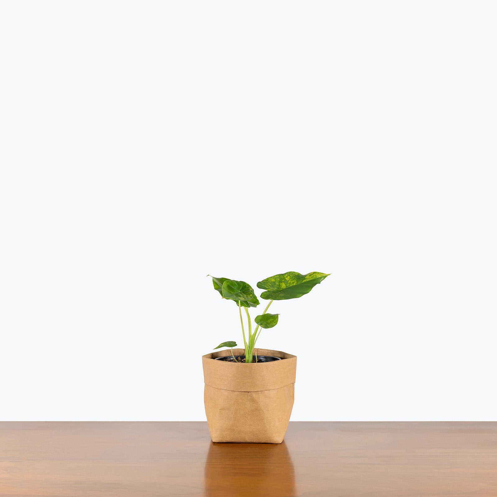 Alocasia Gigantea Aurea Variegated | Care Guide and Pro Tips - Delivery from Toronto across Canada - JOMO Studio