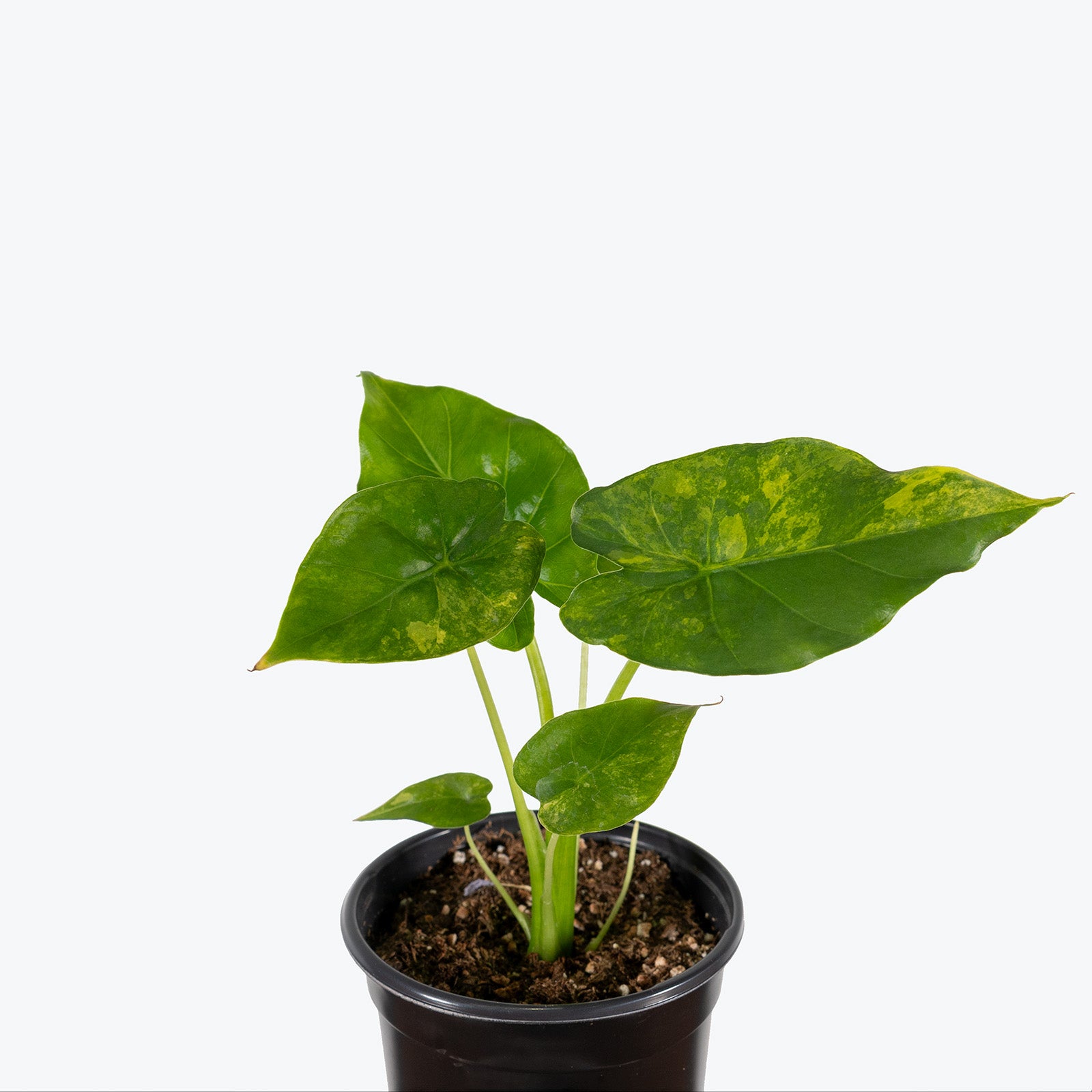Alocasia Gigantea Aurea Variegated | Care Guide and Pro Tips - Delivery from Toronto across Canada - JOMO Studio