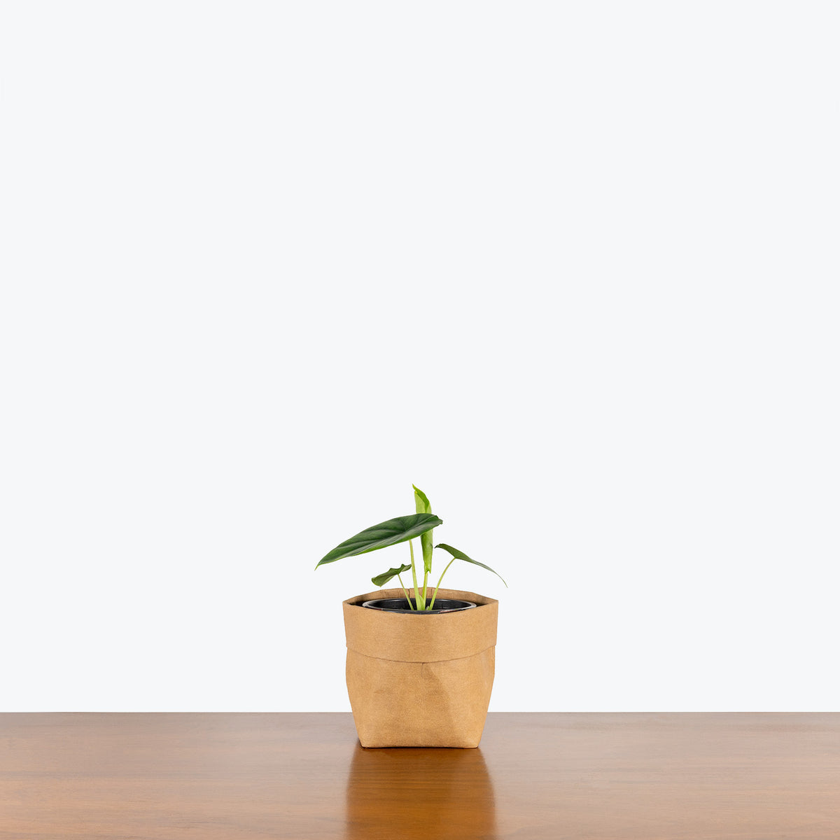 Alocasia Clypeolata Green Shield - House Plants Delivery Toronto - JOMO Studio