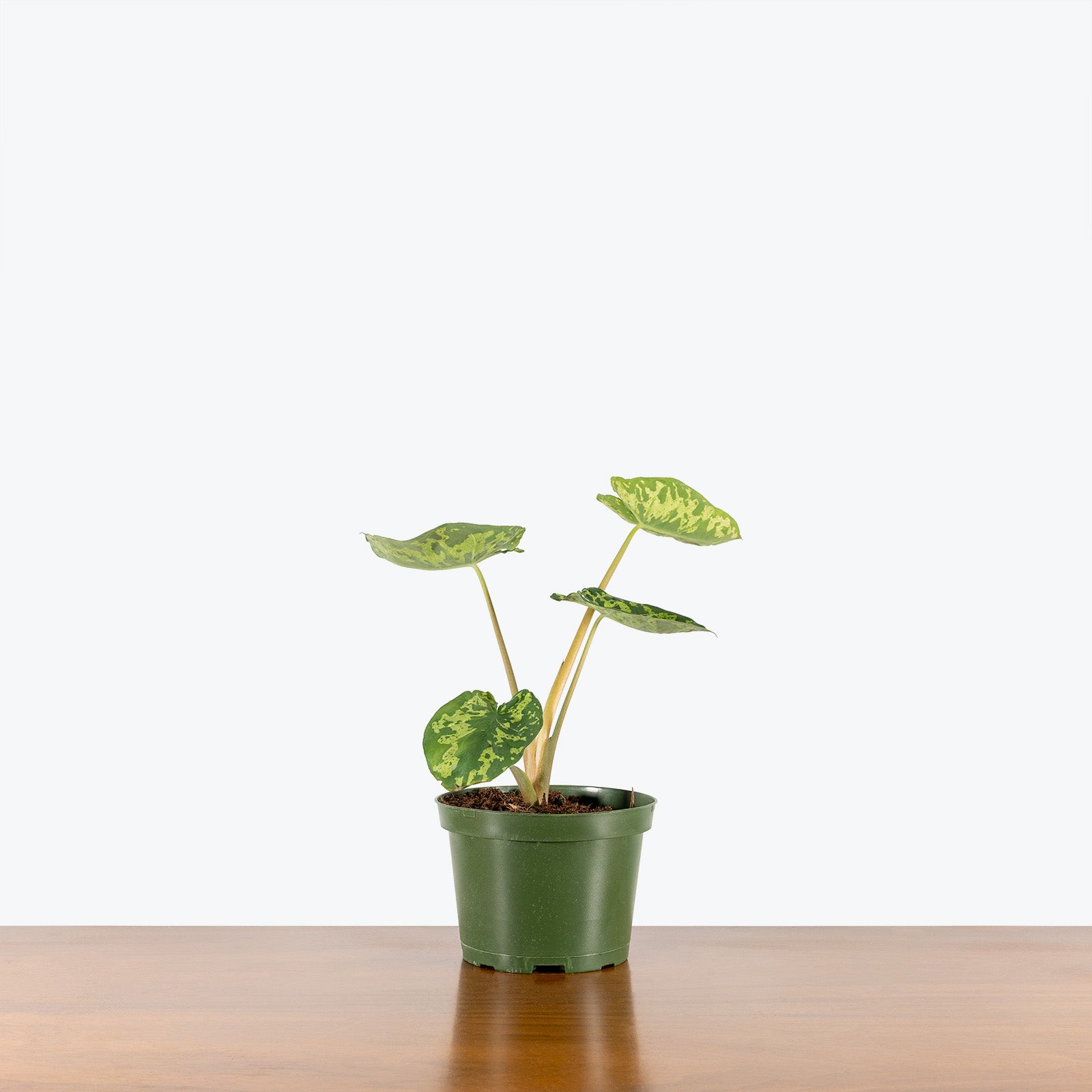 Alocasia Hilo Beauty | Care Guide and Pro Tips - Delivery from Toronto across Canada - JOMO Studio