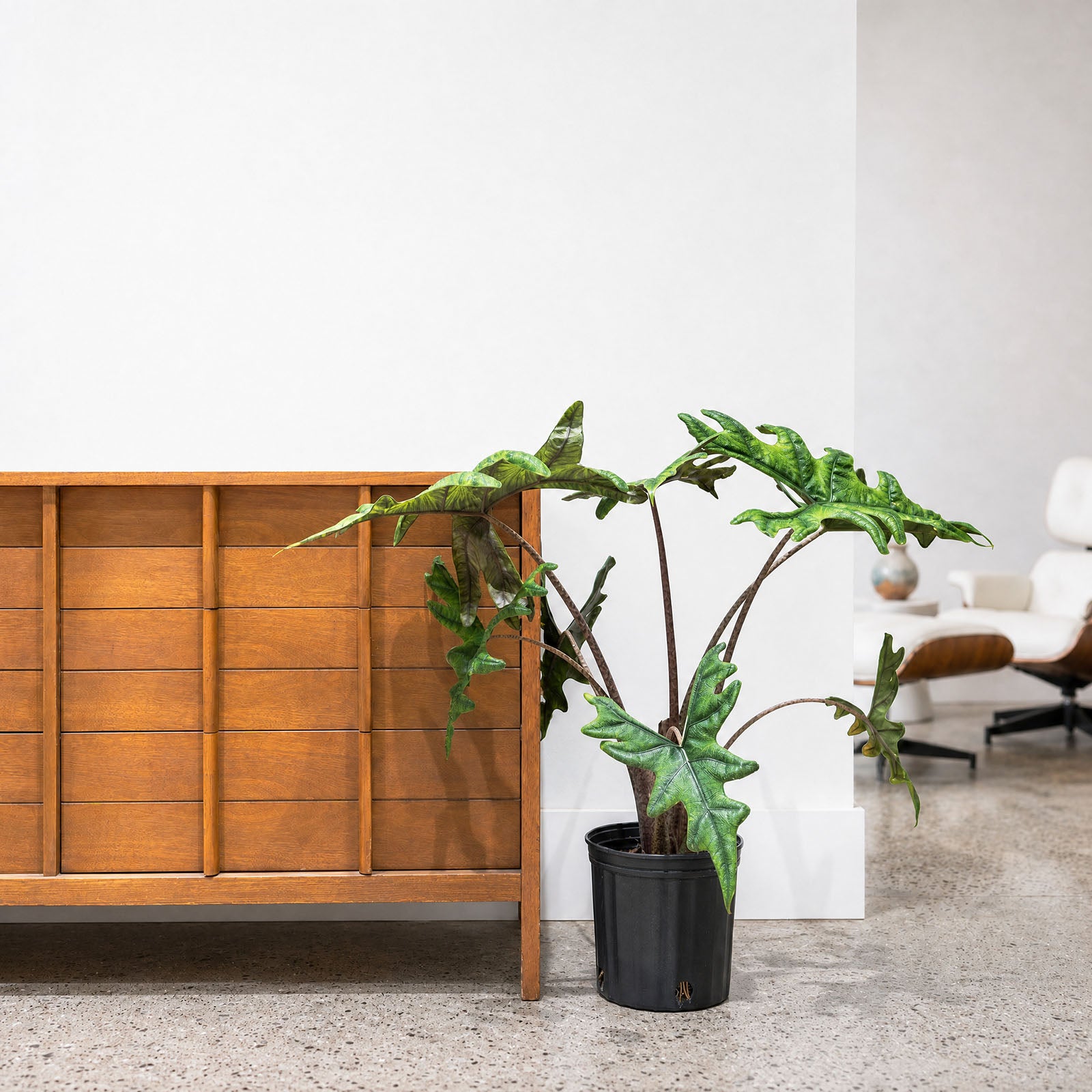 Alocasia Jacklyn | Care Guide and Pro Tips - Delivery from Toronto across Canada - JOMO Studio