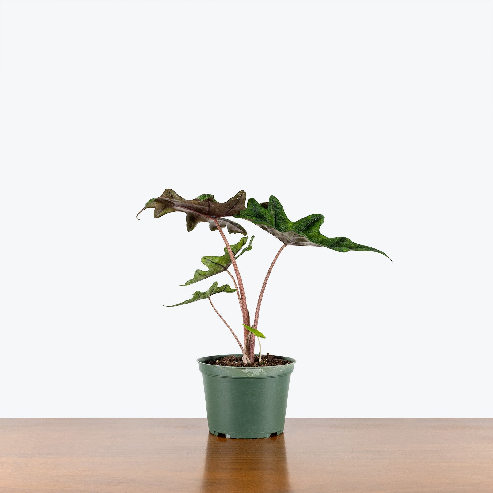 Alocasia Jacklyn | Care Guide and Pro Tips - Delivery from Toronto across Canada - JOMO Studio