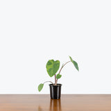 Alocasia Lemon Lime Gecko — 4" Pot