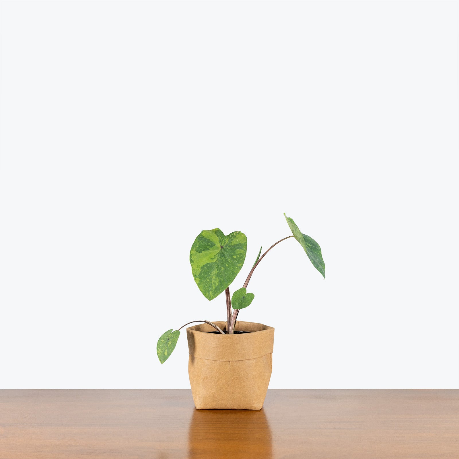 Alocasia Lemon Lime Gecko - House Plants Delivery Toronto - JOMO Studio