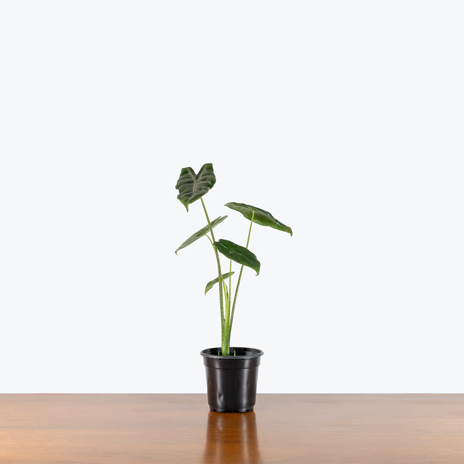 Alocasia Longiloba Silver | Indoor Tropical Plants & Houseplants for Delivery | Care Guide and Pro Tips