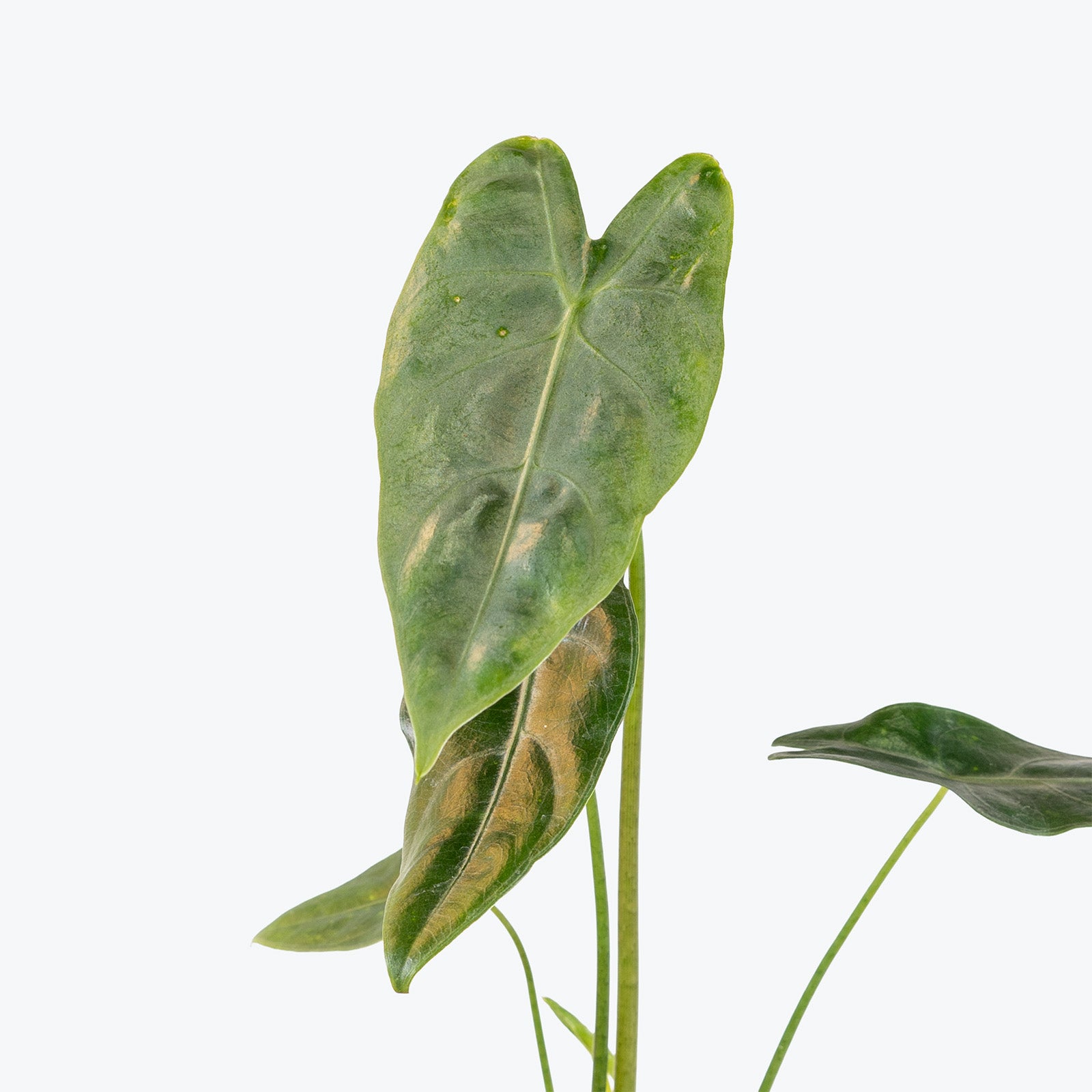 Alocasia Longiloba Silver | Indoor Tropical Plants & Houseplants for Delivery | Care Guide and Pro Tips