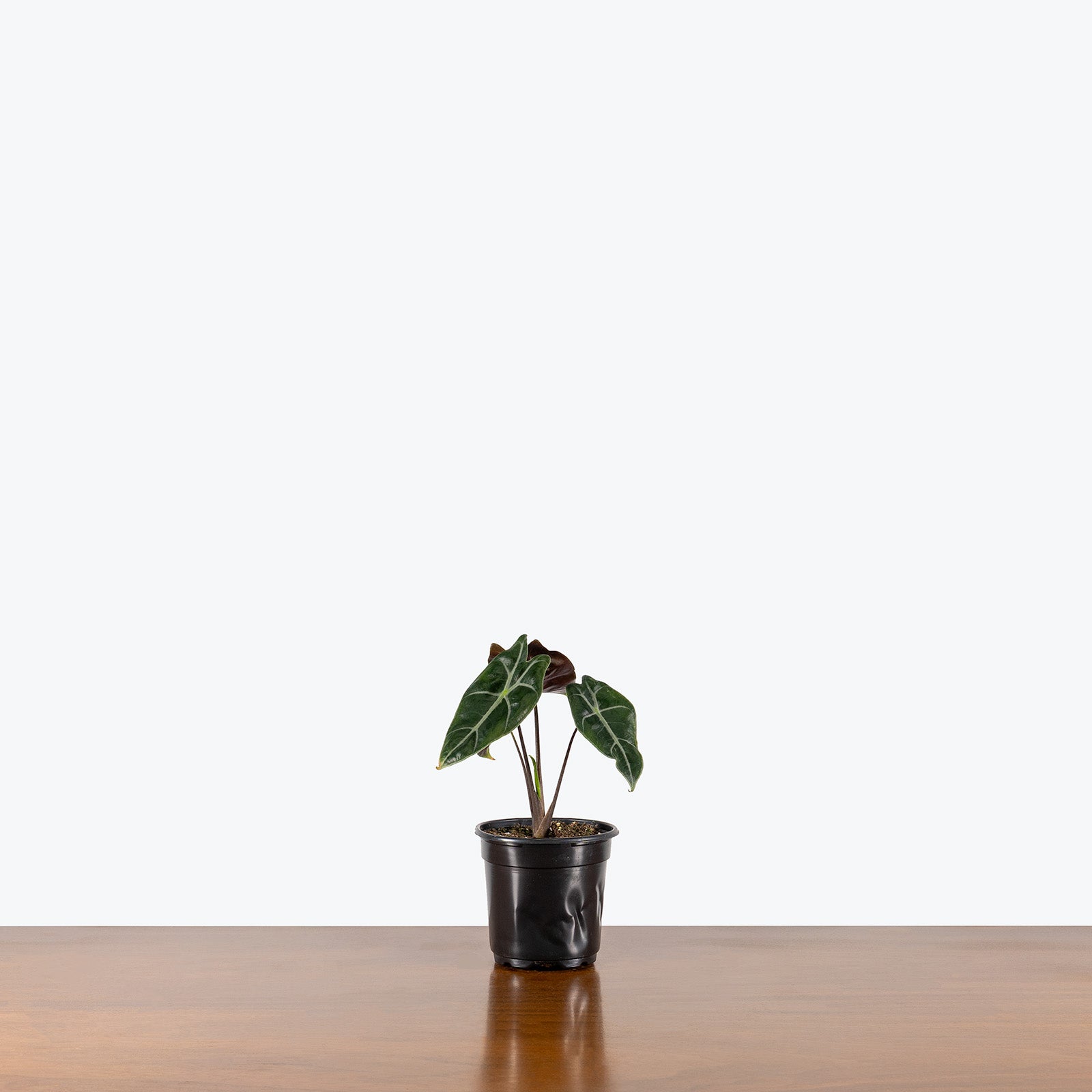 Alocasia Longiloba Suhirmaniana Purple Vein | Care Guide and Pro Tips - Delivery from Toronto across Canada - JOMO Studio