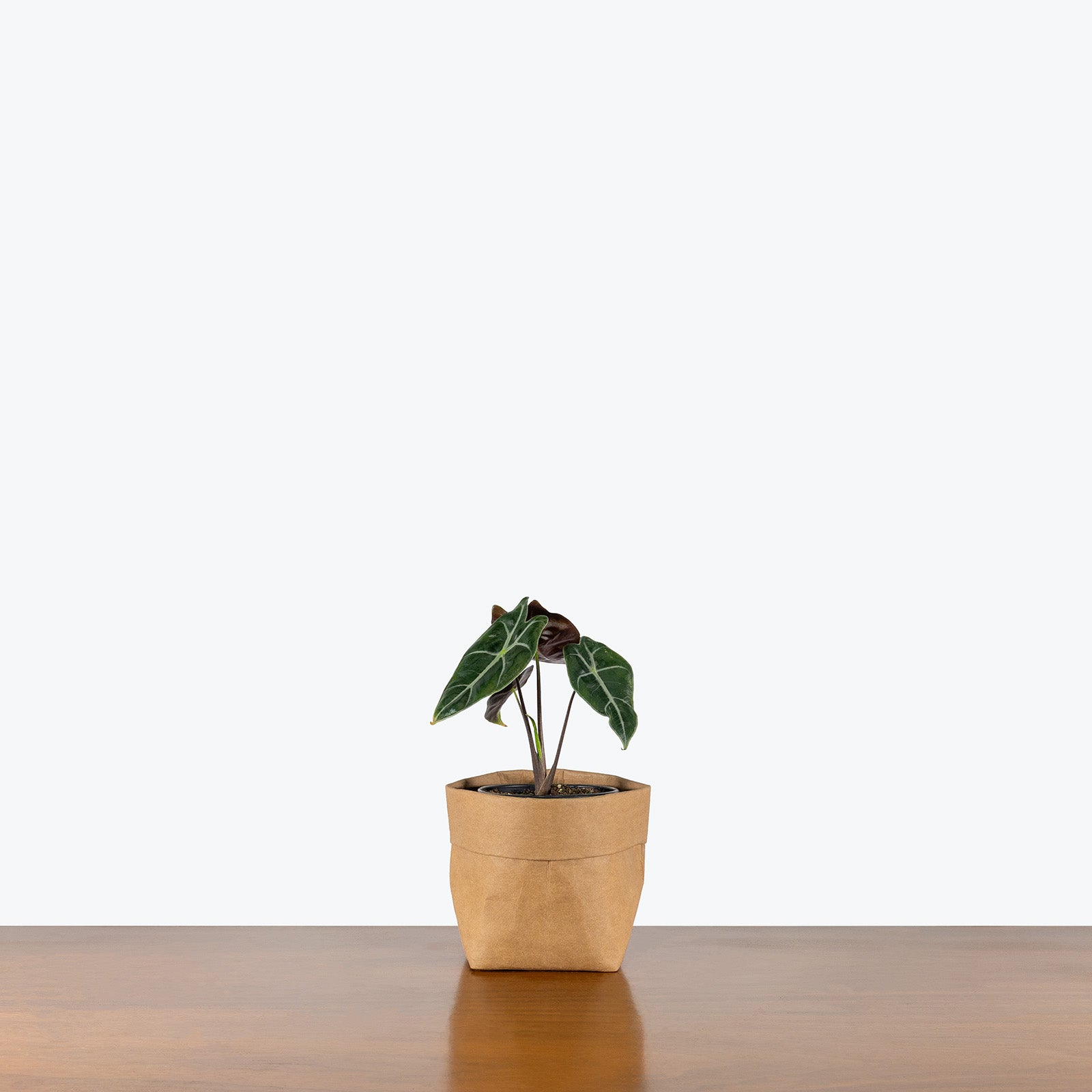 Alocasia Longiloba Suhirmaniana Purple Vein | Care Guide and Pro Tips - Delivery from Toronto across Canada - JOMO Studio
