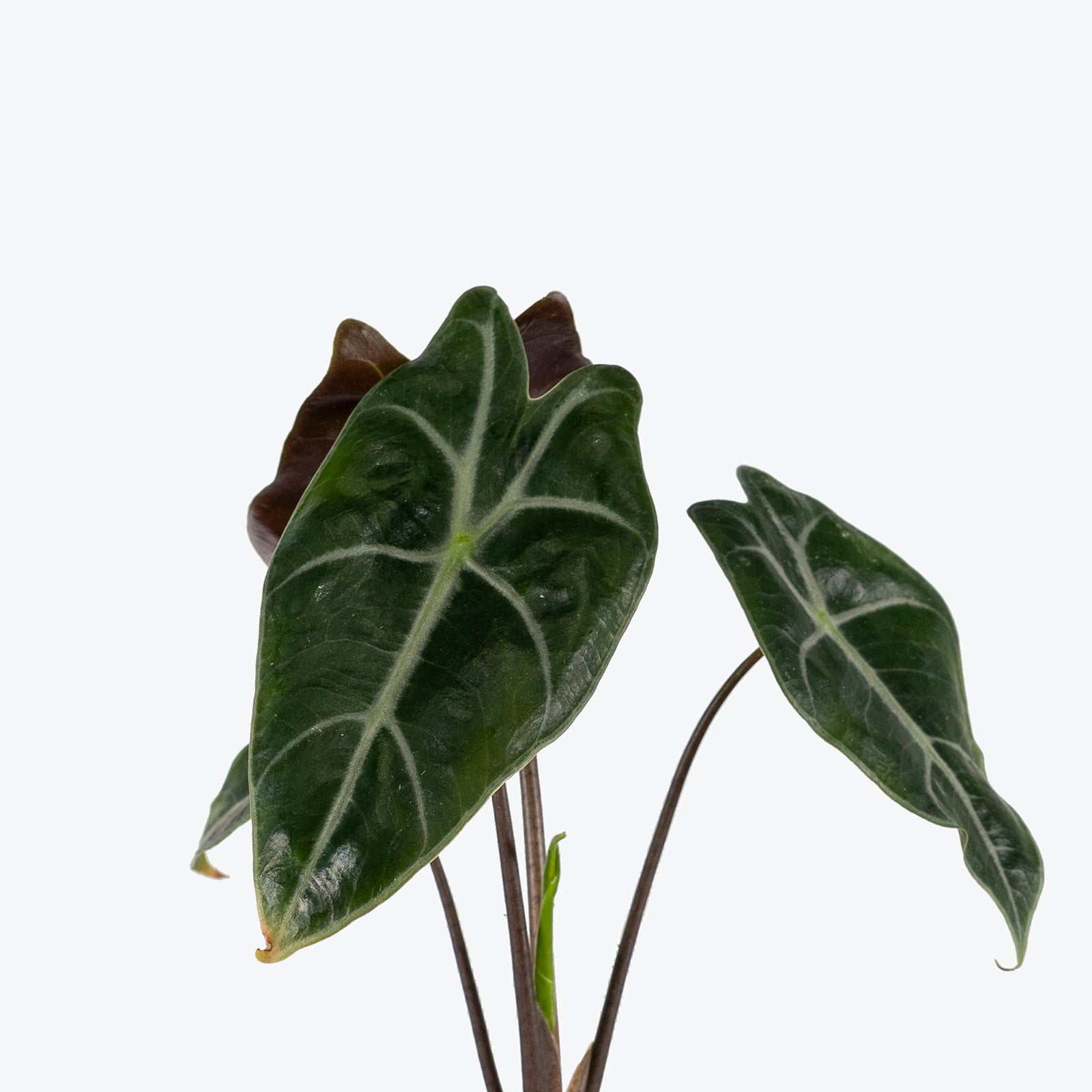 Alocasia Longiloba Suhirmaniana Purple Vein | Care Guide and Pro Tips - Delivery from Toronto across Canada - JOMO Studio